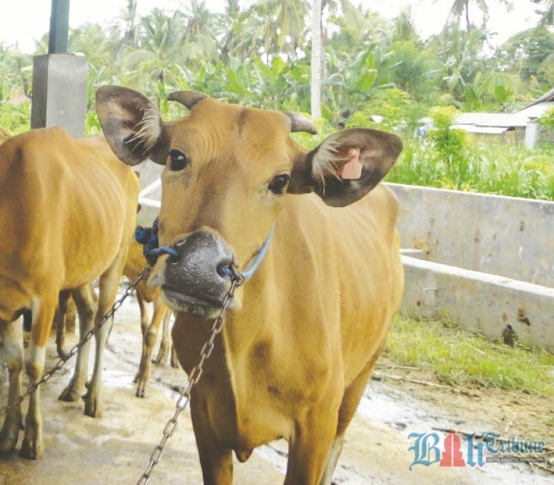 Disnak Badung Pantau Kesehatan Hewan Kurban | Bali Tribune